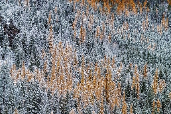Fresh snowfall on autumn larch trees on Columbia Mountain in Columbia Falls-Montana-USA